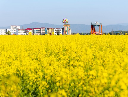 油菜花开 春景烂漫