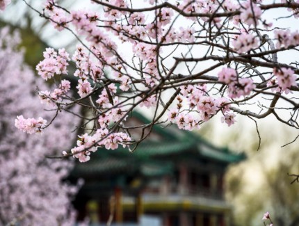 颐和园山桃花陆续盛开 市民赏花拍照