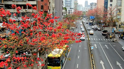 木棉花枝俏 鸟儿春来报