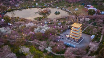 武汉：“赏花经济”促旅游市场人气攀升