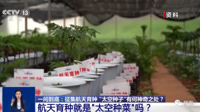 航天育种实验如何开展？“上天入地”的“太空种子”这样炼成→