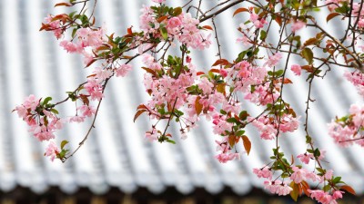 春日赏花图鉴