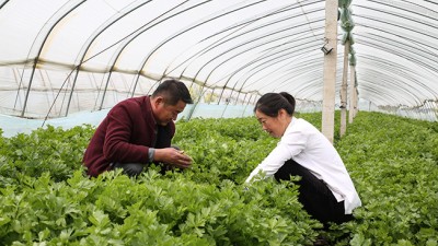 宿州市埇桥区二铺乡葛林村蔬菜转型种植成效高产