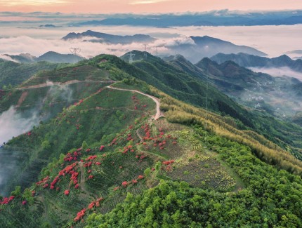 雾漫茶山花正红