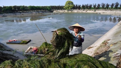 世界地球日：从“水下荒漠”到“水下森林”，走进“洞庭之心”大通湖