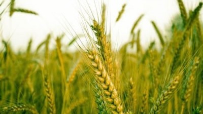 农业农村部再次部署安排小麦赤霉病条锈病防控工作 紧紧抓住当前窗口期 坚决遏制小麦赤霉病条锈病发生流行