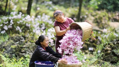 金钗石斛开出“美丽经济”