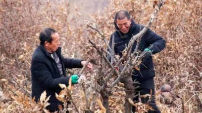 河南鲁山数九寒天百草野 科学管护伐坡忙