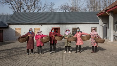 鲁山县：“破茧成蝶”春来到，优化繁育蚕宝宝