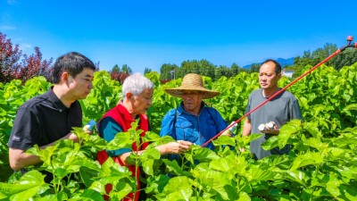 河南鲁山：科技特派员送“技”下乡助力蚕业产业发展