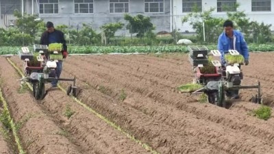 安丘大葱：香飘四海，名扬八方