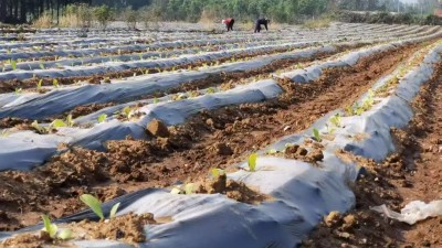 山东省临朐县五井镇3000亩黄烟产业富民力促乡村全面振兴