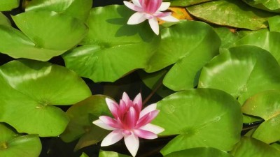 崔战杰         龙子湖里赏睡莲
