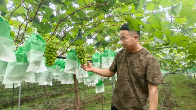 河南宝丰：葡萄满架心头甜
