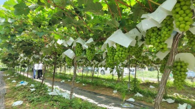 河南郏县：葡萄丰收枝头挂 邱庄果农笑开颜
