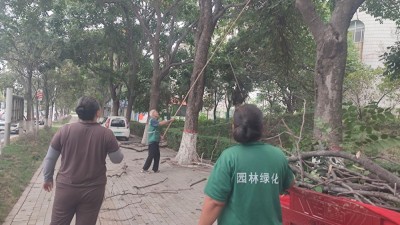 枯枝频落存隐患，园林中心接诉即办