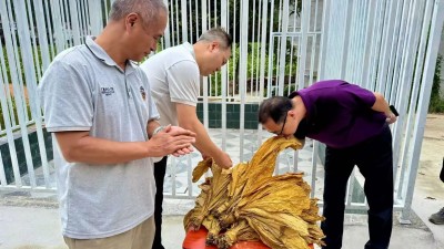 秦巴山水 润甜香韵---《基于碳氮调节的宽窄·润甜香汉中烟叶提质增香技术研究》项目田间鉴评会顺利举行