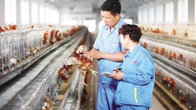 河南省西华县：一枚“金蛋”的乡村振兴链