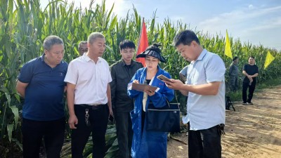 ​亩产4.12吨 宝丰县成功举办青贮玉米测产观摩会