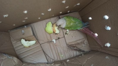 河南虞城：大学生救助国家二级保护动物小太阳鹦鹉警民携手护生态