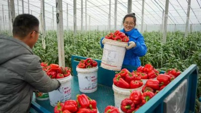 寿光丰收节：科技与烟火共绘的振兴画卷