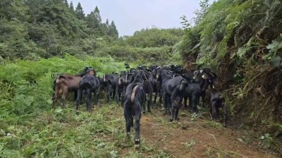 湖南省绥宁县高登山富硒黑山羊：跨越国界，铸就生态农业高端典范