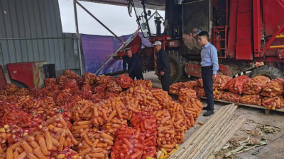 张集镇：多举措应对阴雨挑战 全力推进秋收进度