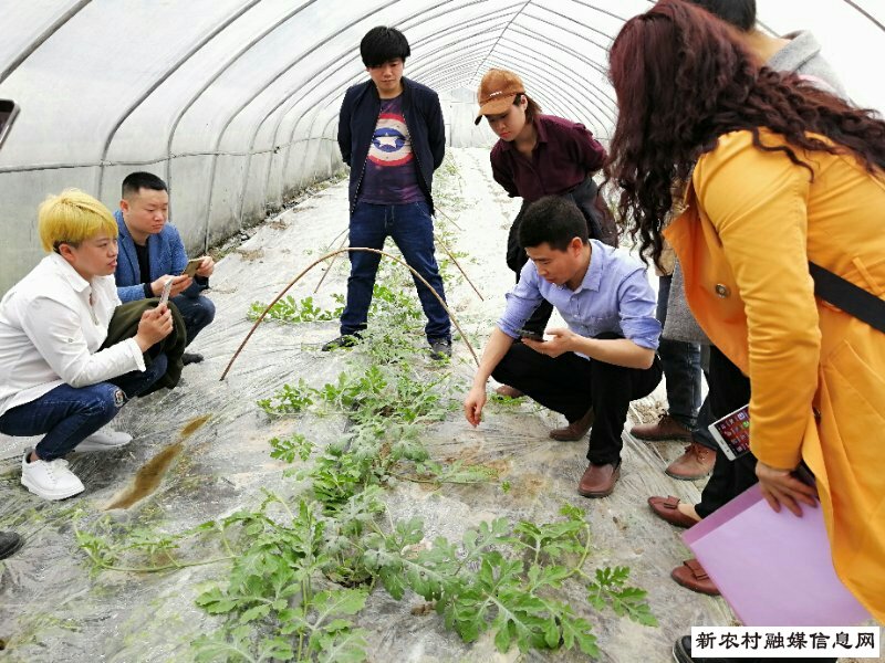 中国农业科学院专家到酉阳调研