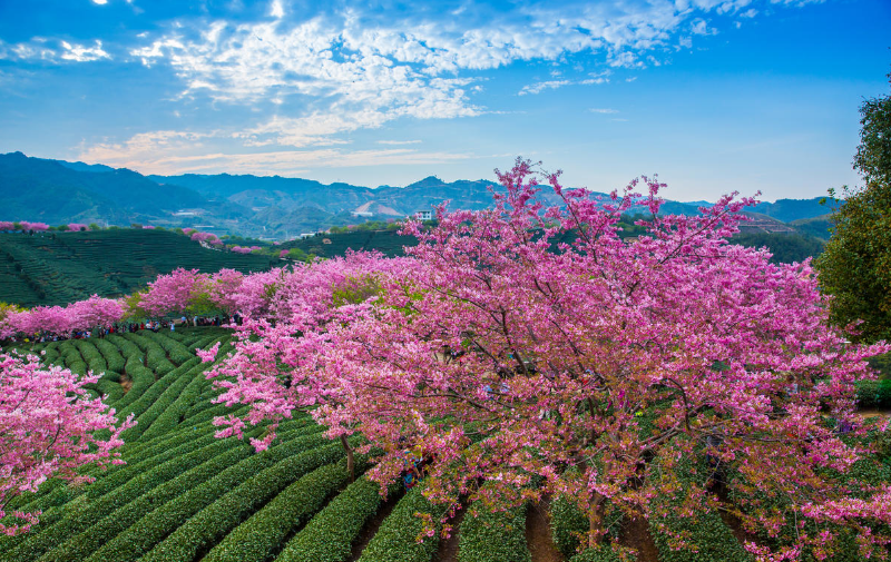 璀璨樱花