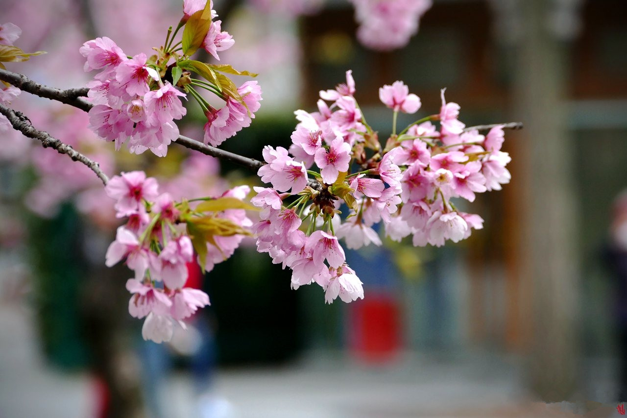 樱花烂漫遍地开，申城三月春意浓