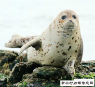 野生海豹和珍稀蛎鹬鸟组团到长岛