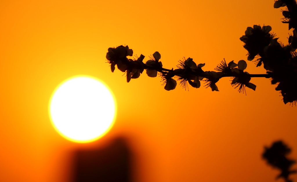 一树春花一夕阳