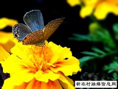 蝶恋花