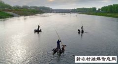 灵璧县浍沟濉河鸬鹚印像.