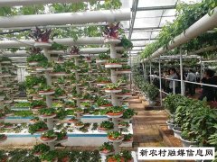 第十九届中国（寿光）国际蔬菜科技博览会盛大开幕