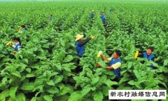 虞城县烟草局“四个立足”部署烟叶生产工作