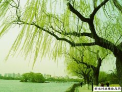 好消息！河南成功研发新技术，给柳树“打针”让漫天飞絮说拜拜！