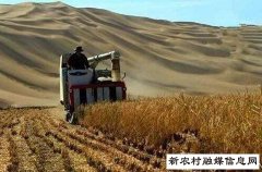 袁隆平团队再创佳绩！在迪拜沙漠中种出杂交稻