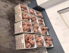 金秋重阳福寿绵长——子昌村开展重阳节敬老活动